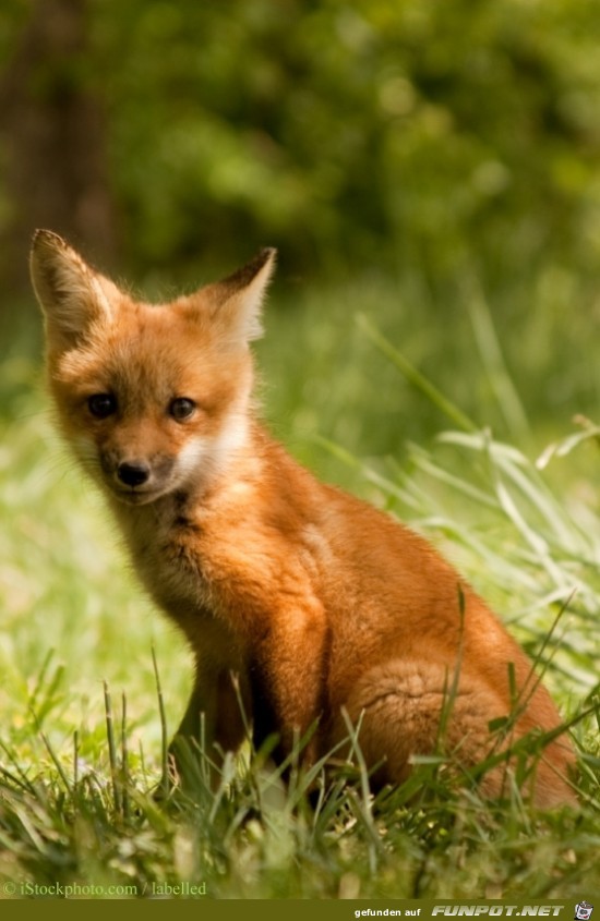 Fox 3 Fox 3