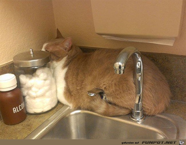 2 funny-scared-animals-vet-sink 2 funny-scared-animals-vet-sink