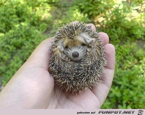 image00222223 image00222223