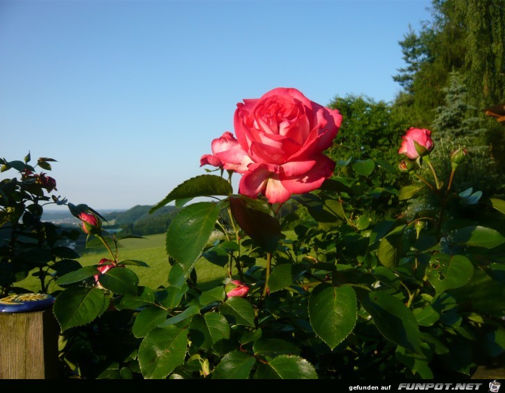 In deinem Rosengarten...