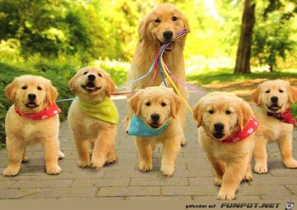 Dogs 2 Dogs 2