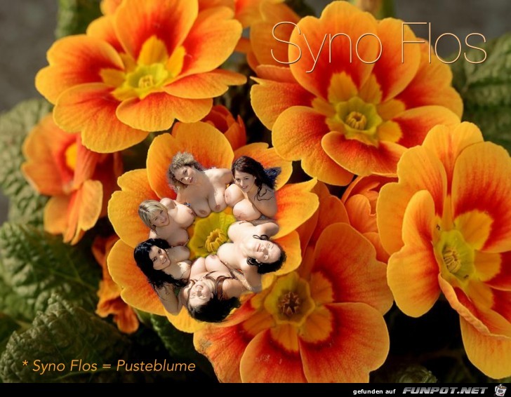 Taraxacum officinale Taraxacum officinale