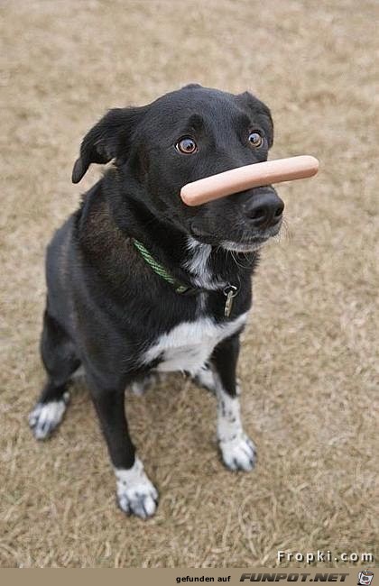 lustige Bilder von Hunden