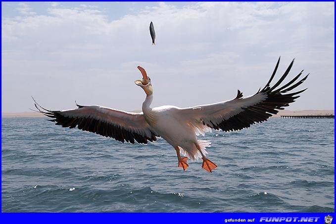 Fischfang Fischfang