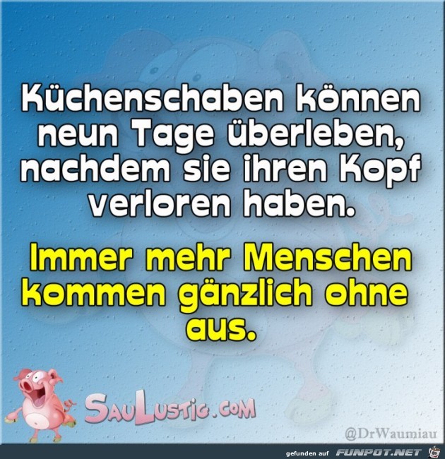 Kuechenschaben Kuechenschaben