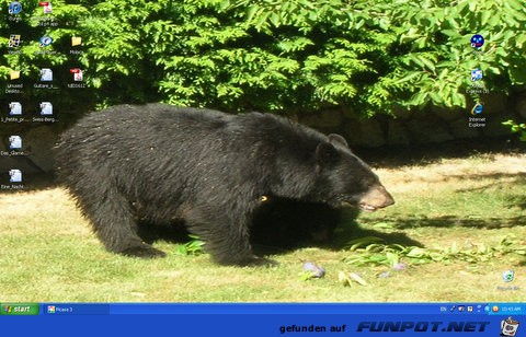 Bren, die in meinen Garten kommen in North...