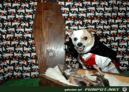 noch mehr Bilder, wie arme Hundchen zu Halloween...