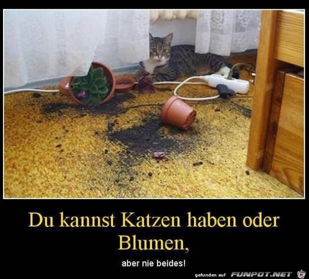 Du kannst Katzen haben oder...