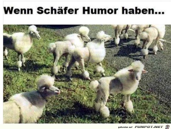Schafe Schafe