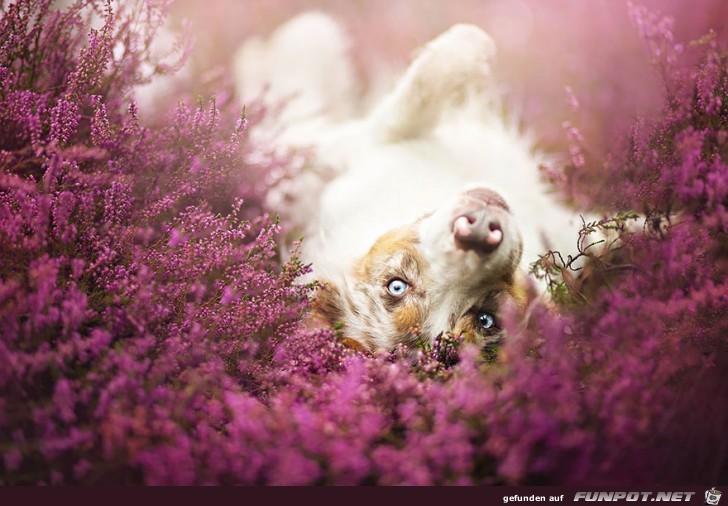 Goldige Hunde-Bilder 20 Goldige Hunde-Bilder 20