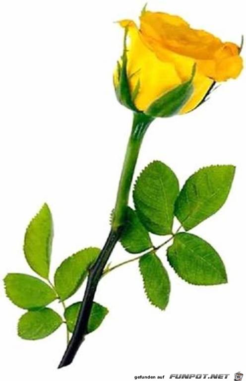 eine gelbe Rose