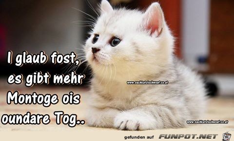 tog tog