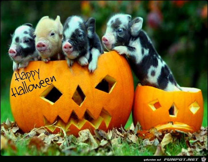 Happy Halloween Schweinchen Happy Halloween Schweinchen