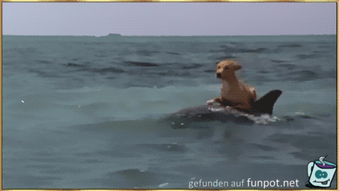 Ein Hund reitet auf ein Delfin