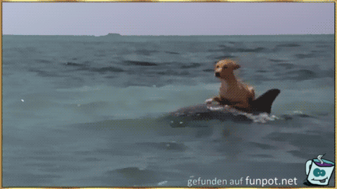 Ein Hund reitet auf ein Delfin Ein Hund reitet auf ein Delfin