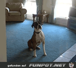 Difference Between Dogs and Cats 21 Difference Between Dogs and Cats 21