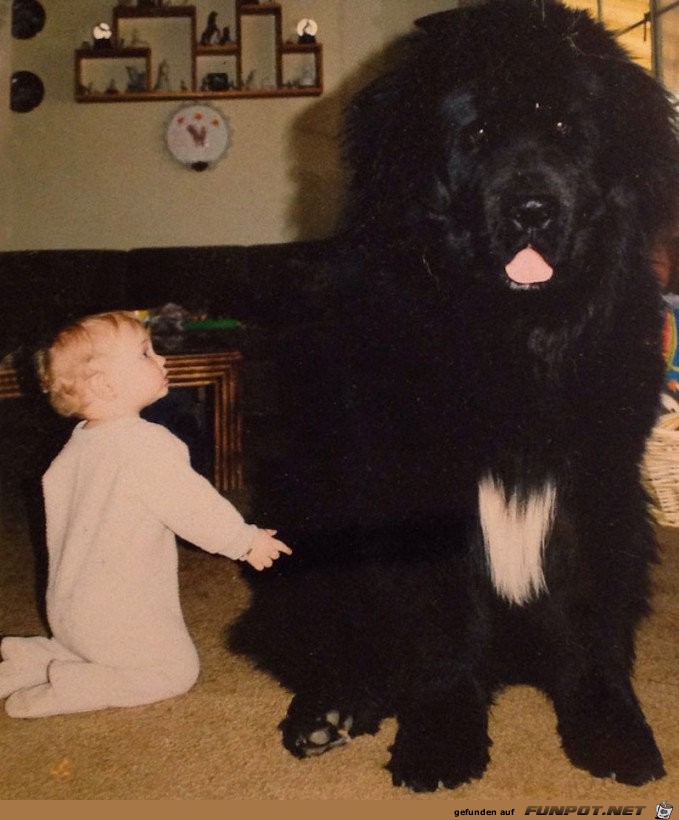 nette Bilder von Familienhunden!