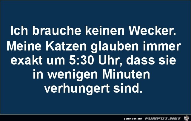 meine katzen meine katzen