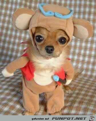 Dog karneval Dog karneval