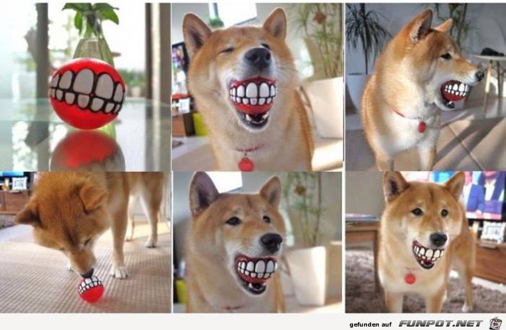 ein Hund mit einem Ball als Extra-Gebiss ein Hund mit einem Ball als Extra-Gebiss