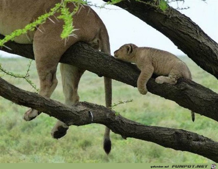 Wie der Vater, so der Sohn!