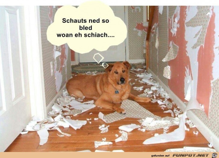schau nicht so blöd schau nicht so blöd