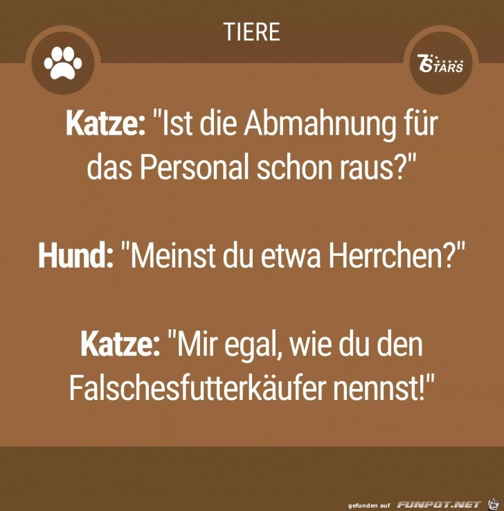 katze . hund