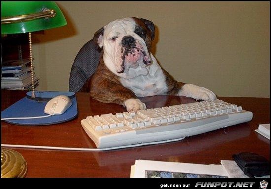 ich bin der Boss ich bin der Boss