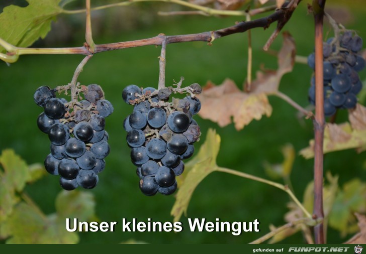 Kleines Weingut