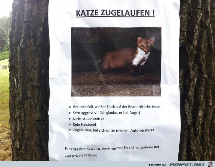 Zugelaufen Zugelaufen
