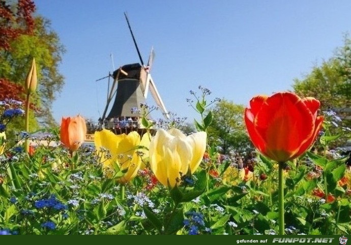 Keukenhof 2011