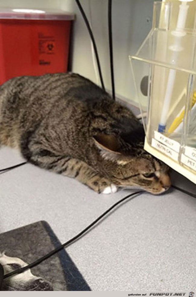 16 funny-cat-trying-hide-vet