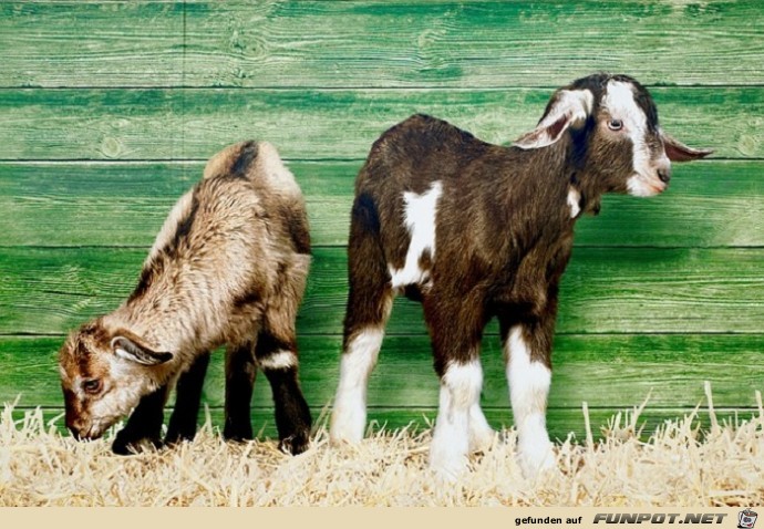 Schoene Tierbilder 7 Schoene Tierbilder 7