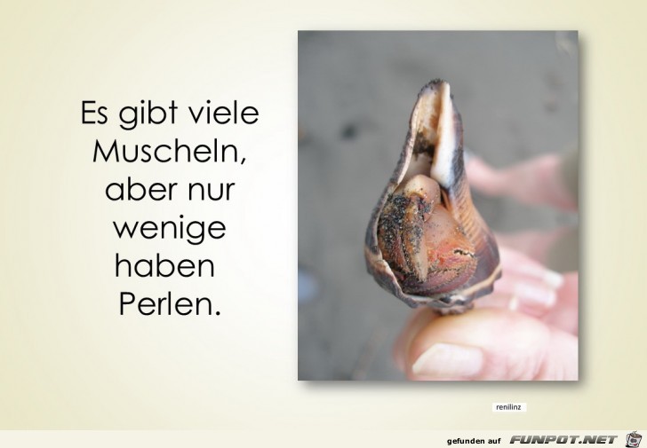 Es gibt viele Muscheln