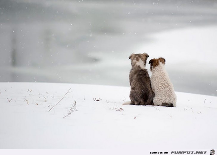 Beste Hunde-Freunde! So sieht wahre Freundschaft aus....