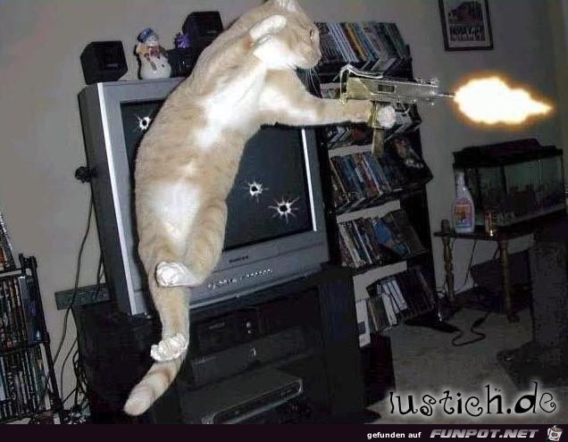 actionkatze