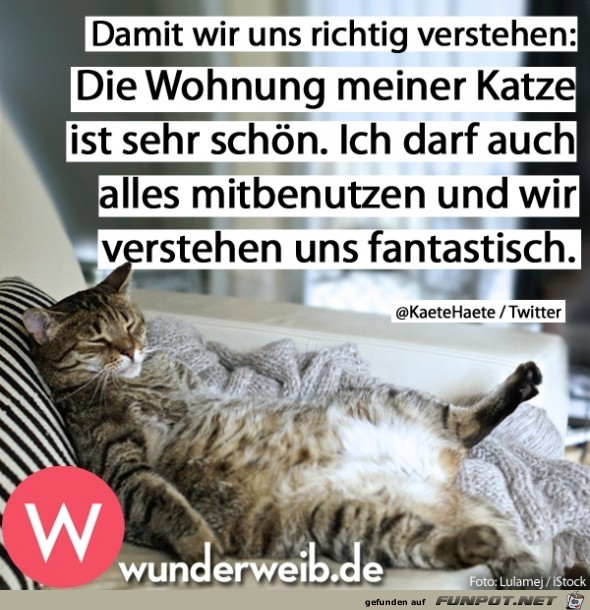 Wohnung meiner Katze Wohnung meiner Katze