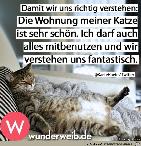 Wohnung meiner Katze