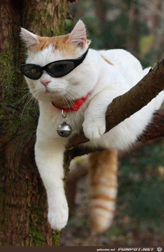 cool cool