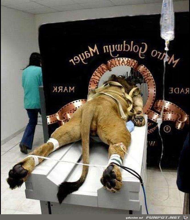 MGM Logo MGM Logo