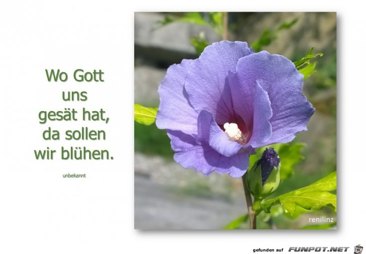 wo Gott uns gesaet hat wo Gott uns gesaet hat