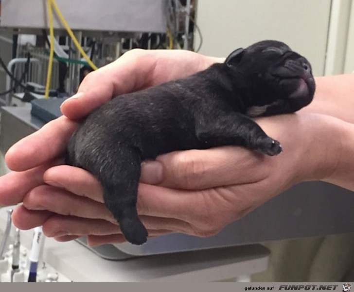 Diese Bulldoggen-Babys sind doch wirklich zum Knutschen.