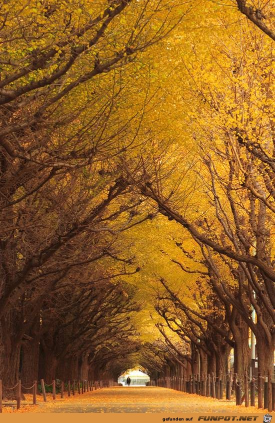 Top-10-Tree-Tunnel-07 Top-10-Tree-Tunnel-07