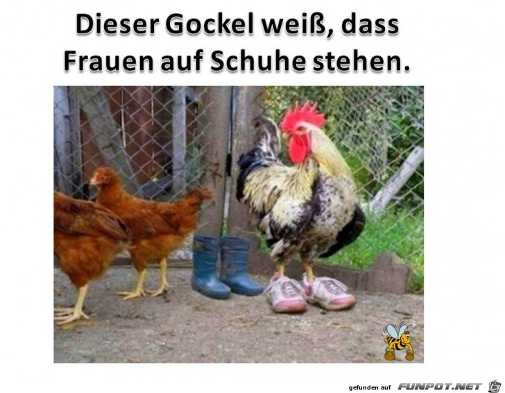Gockel mit Schuh Gockel mit Schuh