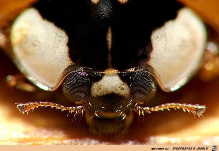 Gigantische Augen-Makro-Aufnahmen!