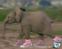 lauf Eelefantenbaby lauf lauf Eelefantenbaby lauf