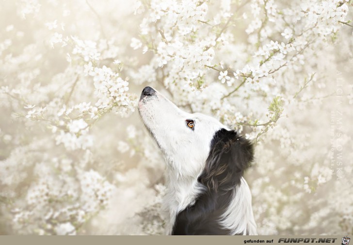Goldige Hunde-Bilder 4 Goldige Hunde-Bilder 4