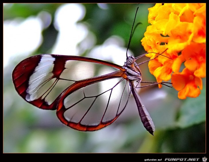 Transparenter GlassWing Schmetterling