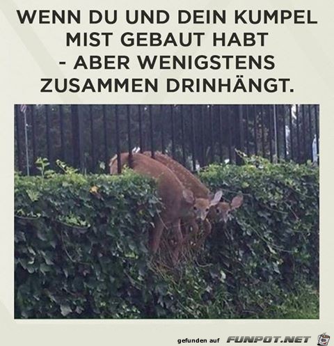 witzige Bilder aus verschiedenen Blogs