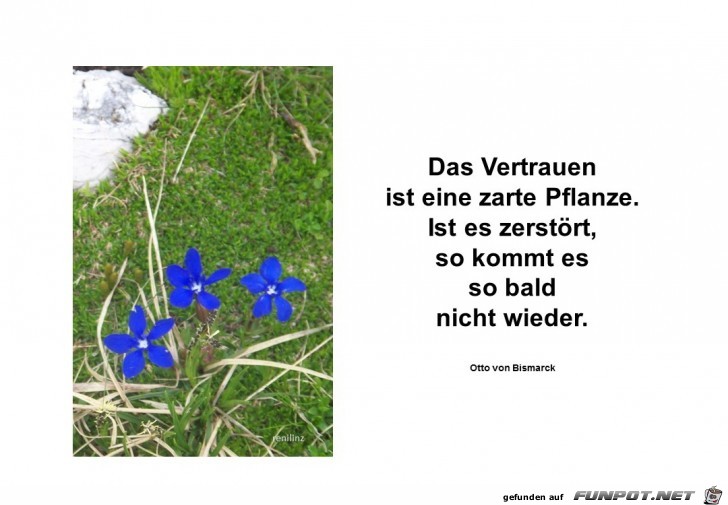 das vertrauen ist das vertrauen ist
